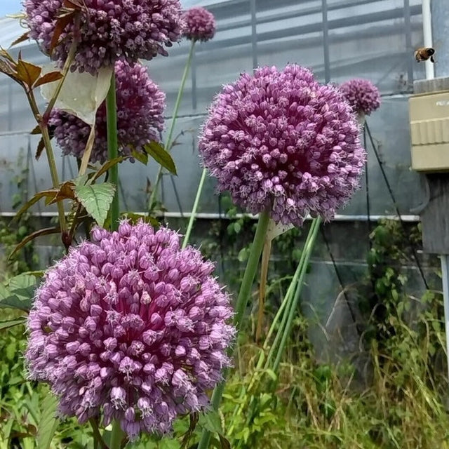 ［畑だより］大好評！？お野菜のお花クイズ！