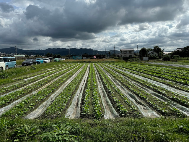 ［スクールだより］恵実安藤農園と七三農園