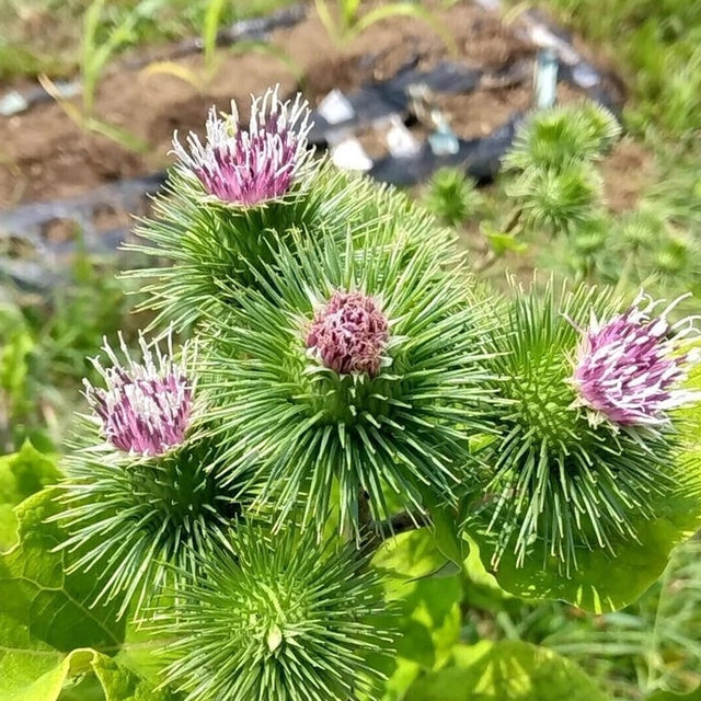 ［畑だより］難易度高め…？お野菜のお花クイズ！