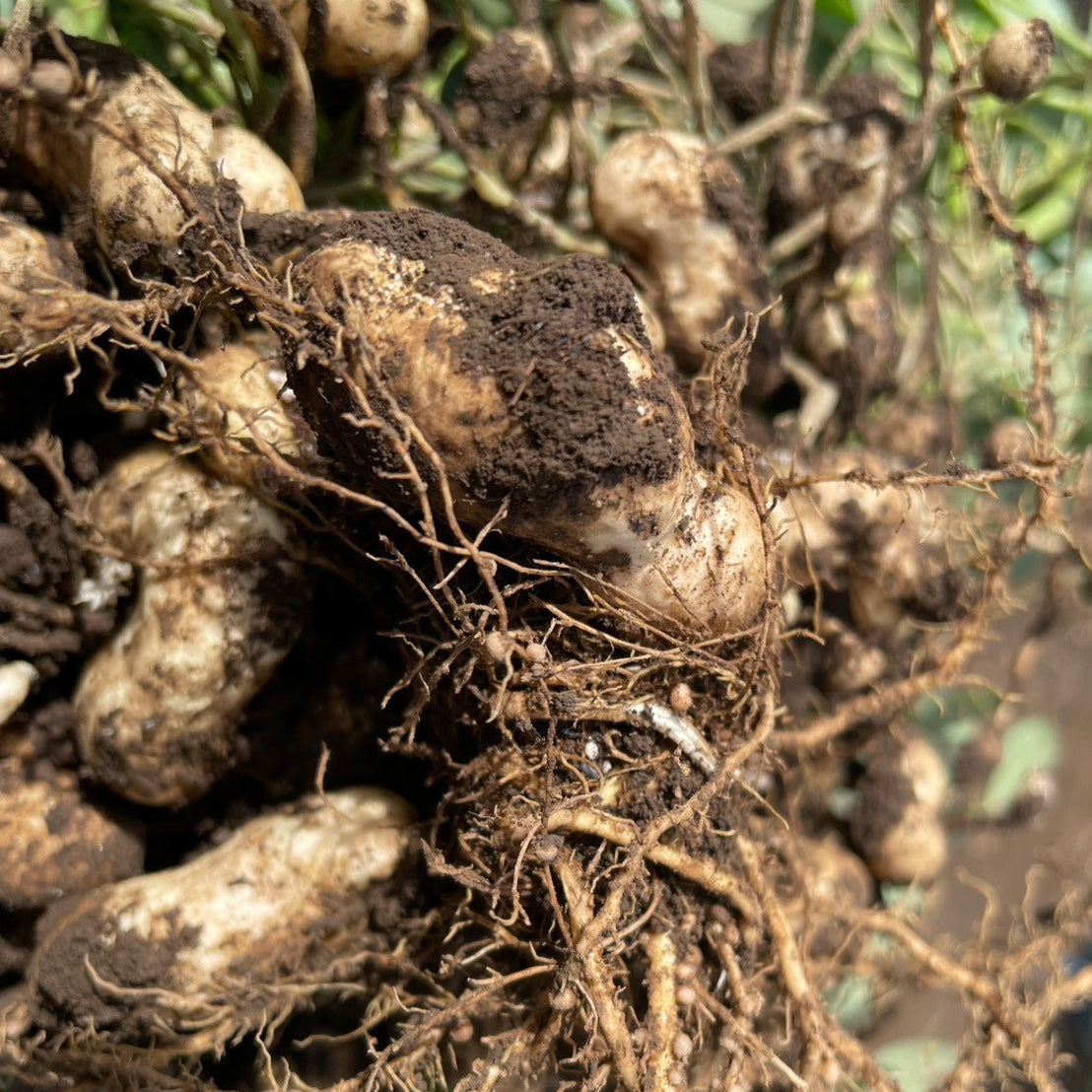 【期間・数量限定】千産葉県柏市産 生落花生 おおまさり 1kg / 2kg / 3kg 自然栽培
