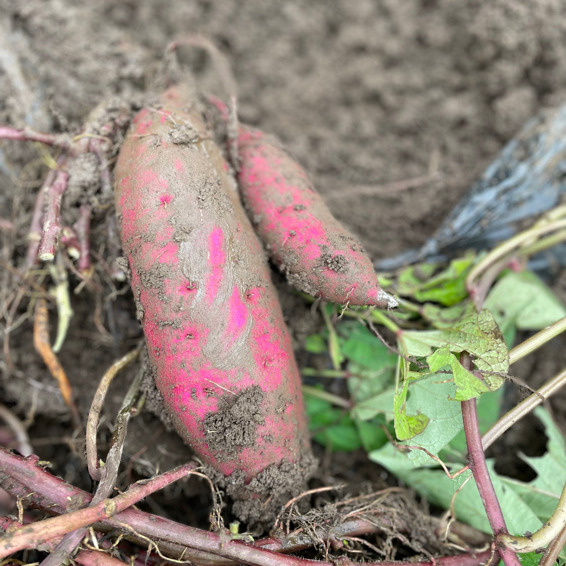 千葉県柏市産 紅はるか 7kg/17kg/25kg 自然栽培