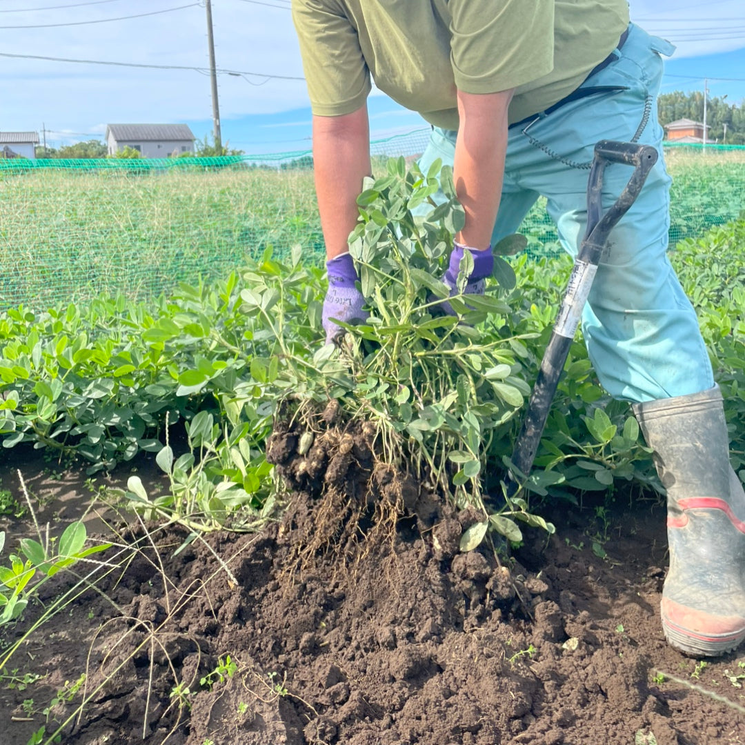 【期間・数量限定】千産葉県柏市産 生落花生 おおまさり 1kg / 2kg / 3kg 自然栽培