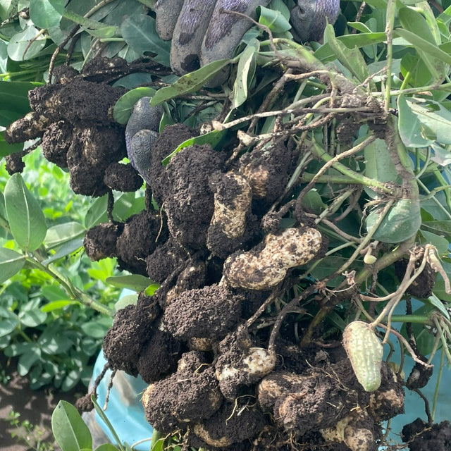 【期間・数量限定】千産葉県柏市産 生落花生 おおまさり 1kg / 2kg / 3kg 自然栽培