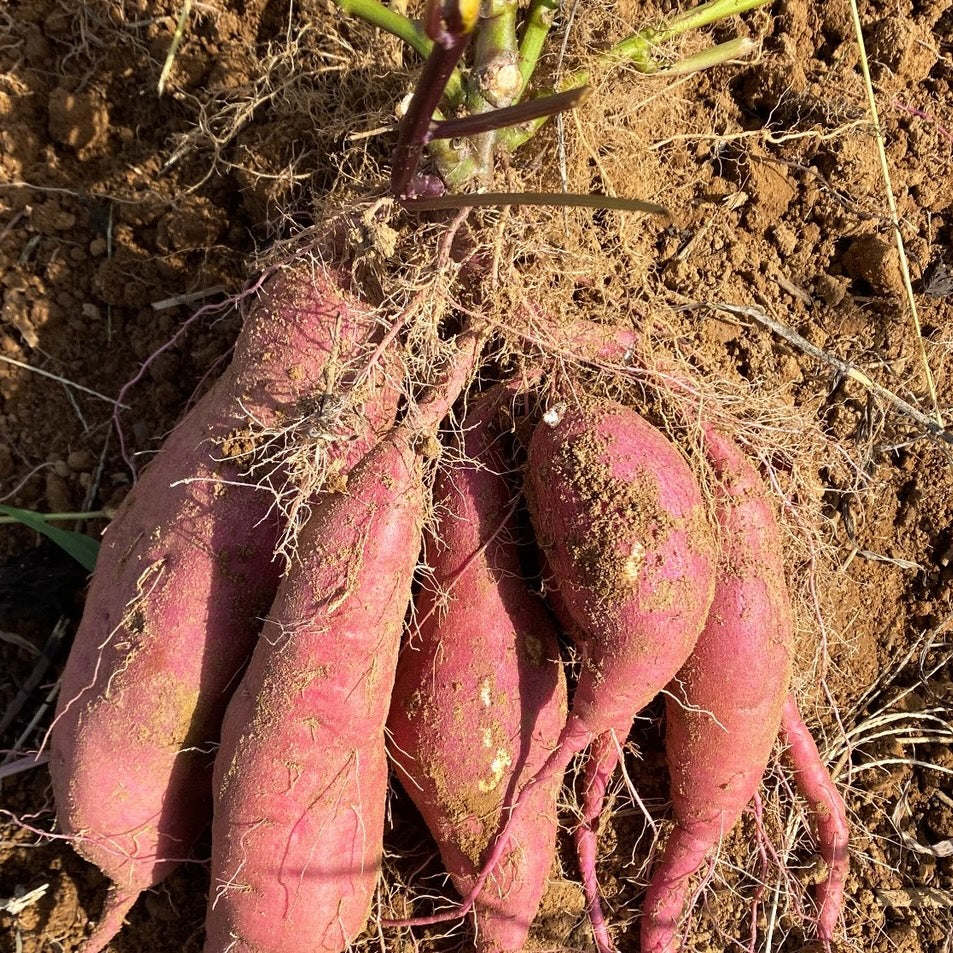 愛知県豊橋産 紅はるか（キュアリング済み）7kg/17kg/25kg
