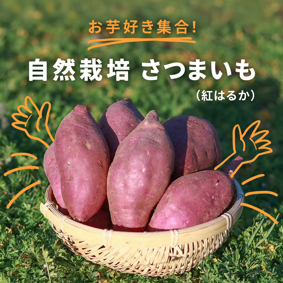 愛知県豊橋産 紅はるか（キュアリング済み）7kg/17kg/25kg