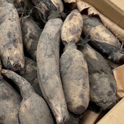 自然栽培 愛知県愛西市産 備中れんこん（古来種）1.5kg/4kg/9kg｜自然